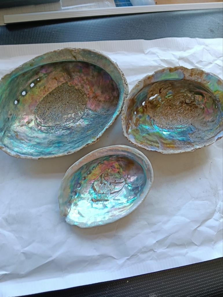 Set van 3 Abalone Schelpen - Prachtige Natuurlijke Decoratie, Ophalen of Verzenden, Gebruikt