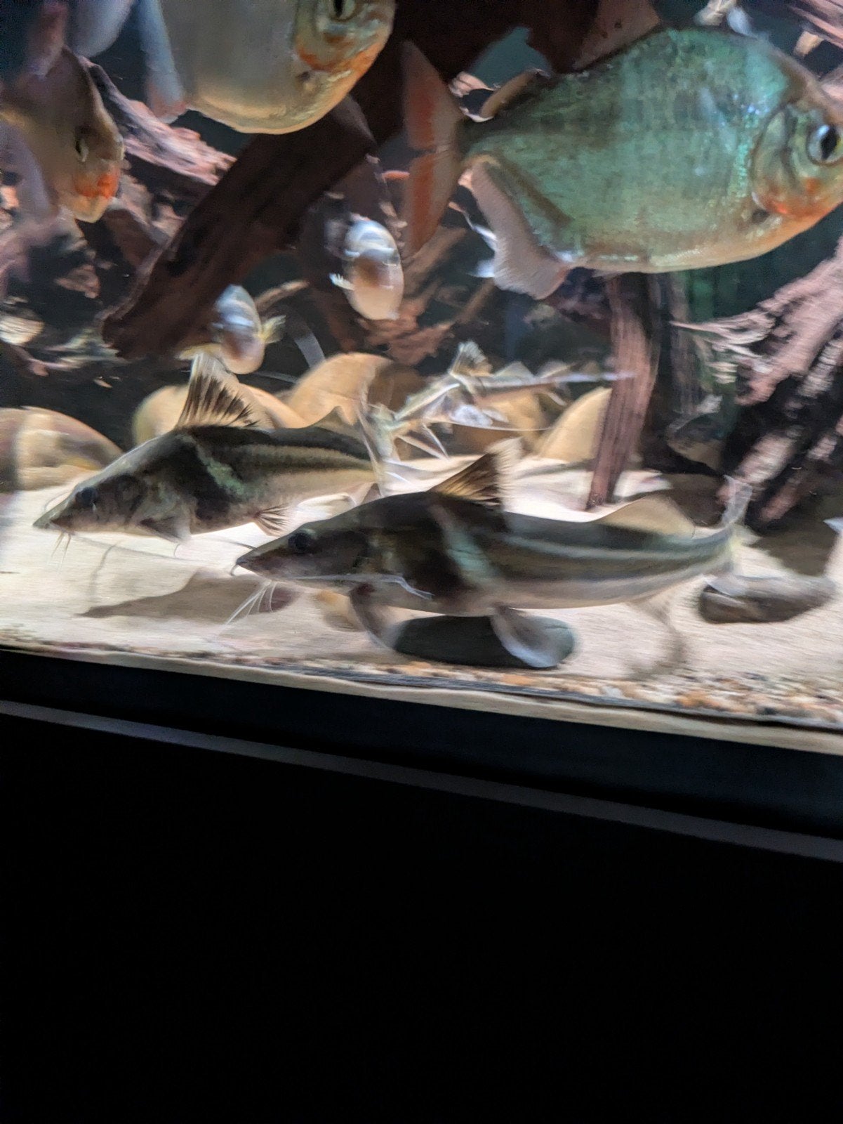 Pimelodus ornatus 5 stuks, Dieren en Toebehoren, Vissen | Aquariumvissen, Vis, Zoetwatervis