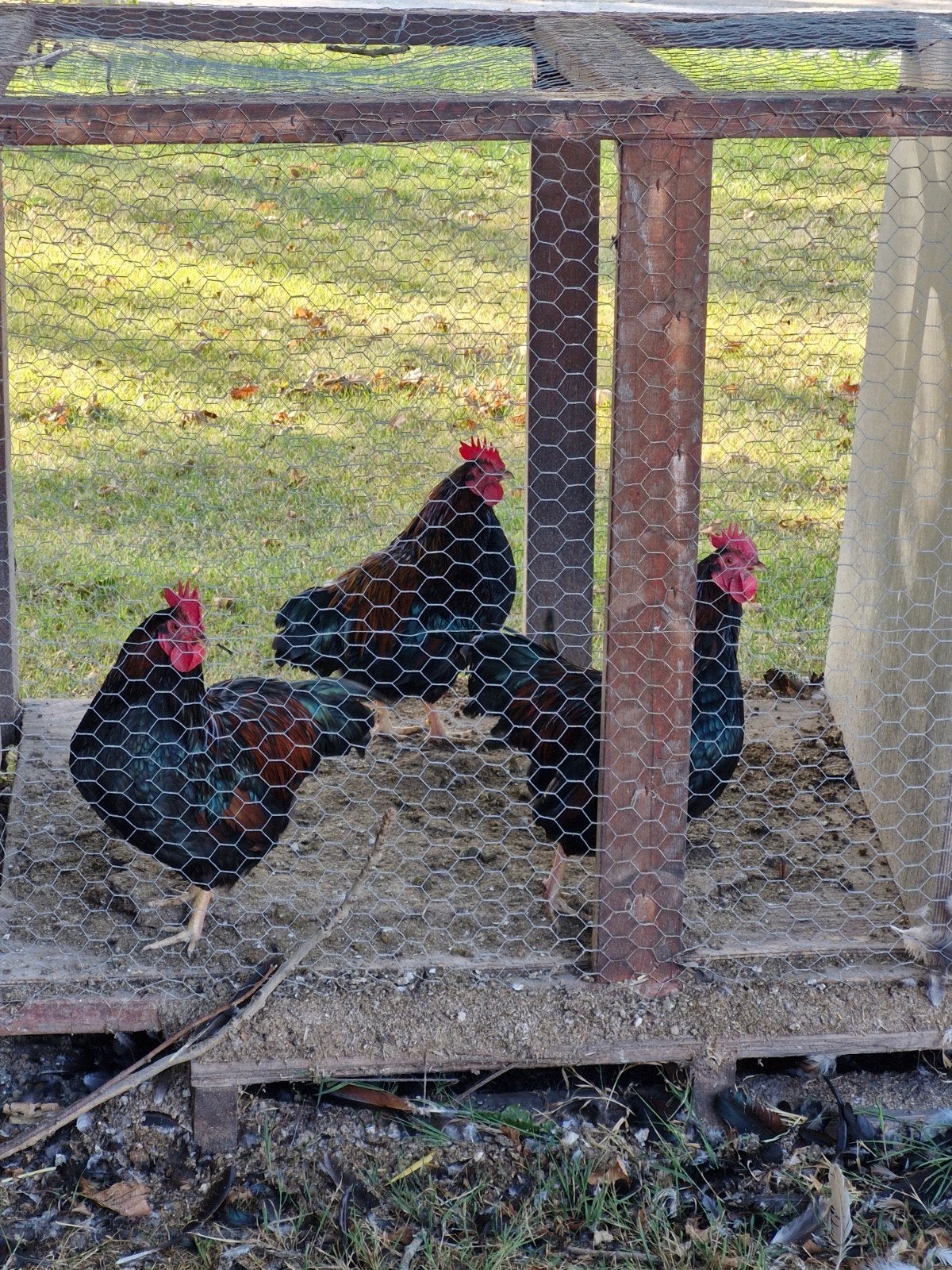 Barnevelders: 3 hanen, Mannelijk, Kip