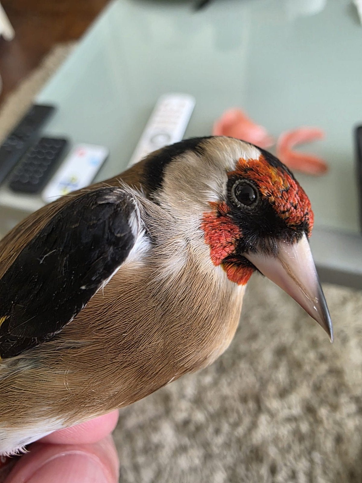 Wildzangvogels parkieten Papagaai tropische vogels gevraagd, Dieren en Toebehoren, Vogels | Overige Vogels, Meerdere dieren