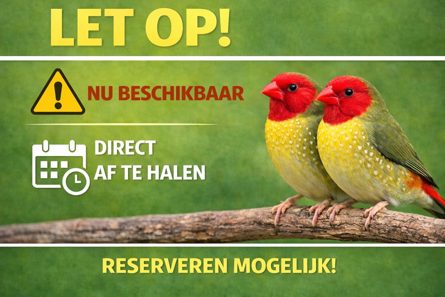 Nieuw binnen bij Vogelspeciaalzaak De Toekan – Prachtige, Dieren en Toebehoren, Meerdere dieren