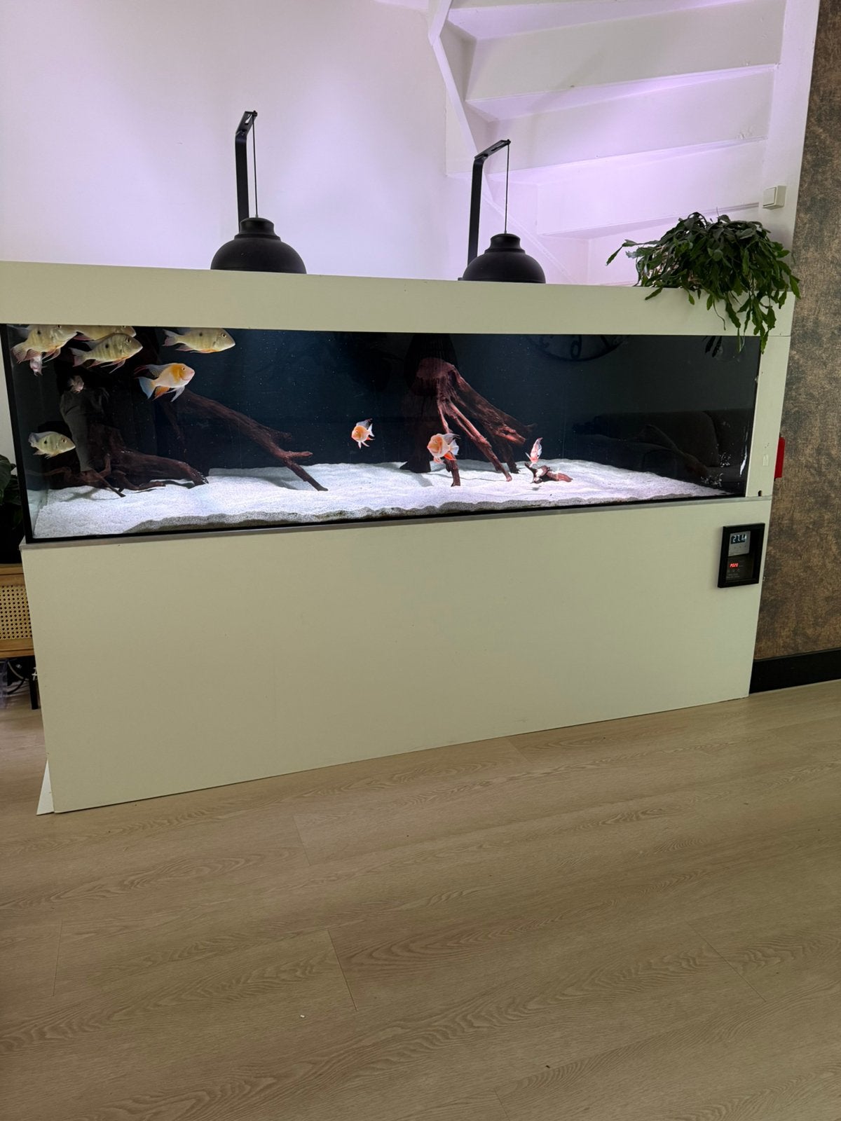 Groot Aquarium potamotrygon cichlide discus, Ophalen, Inclusief deksel, Gebruikt, Leeg aquarium