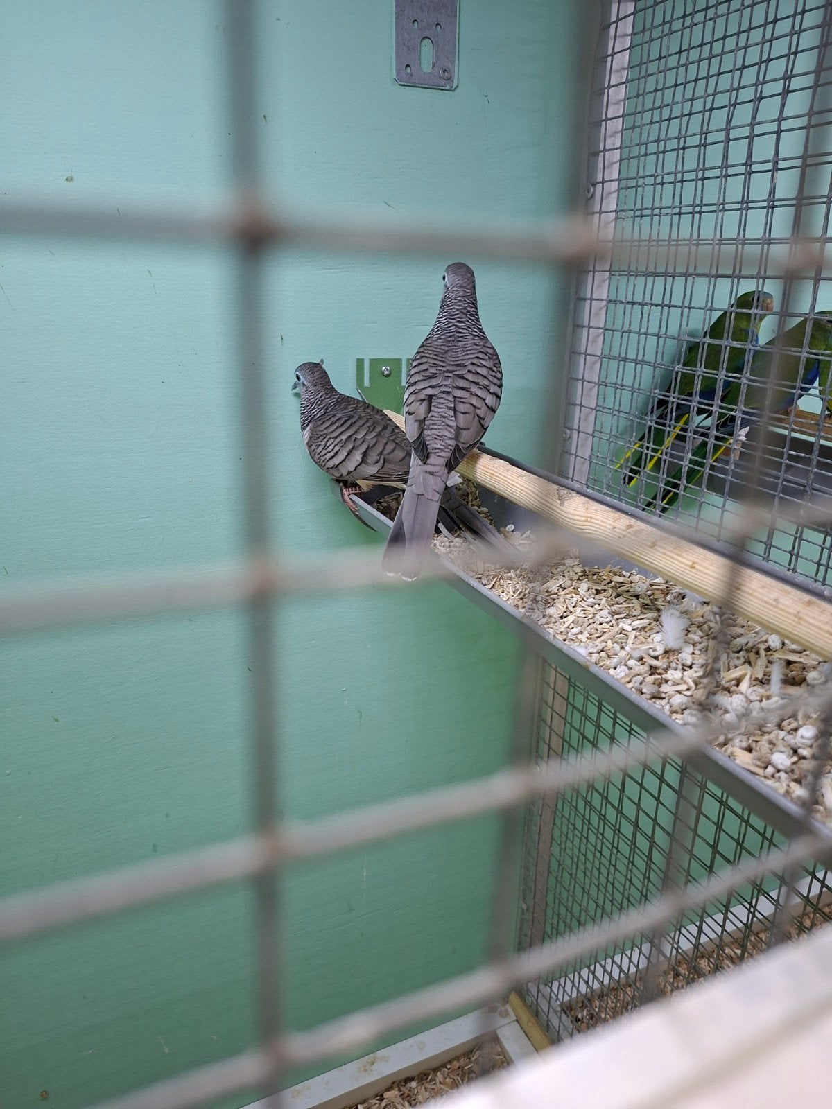 Vredesduif, Meerdere dieren, Overige soorten