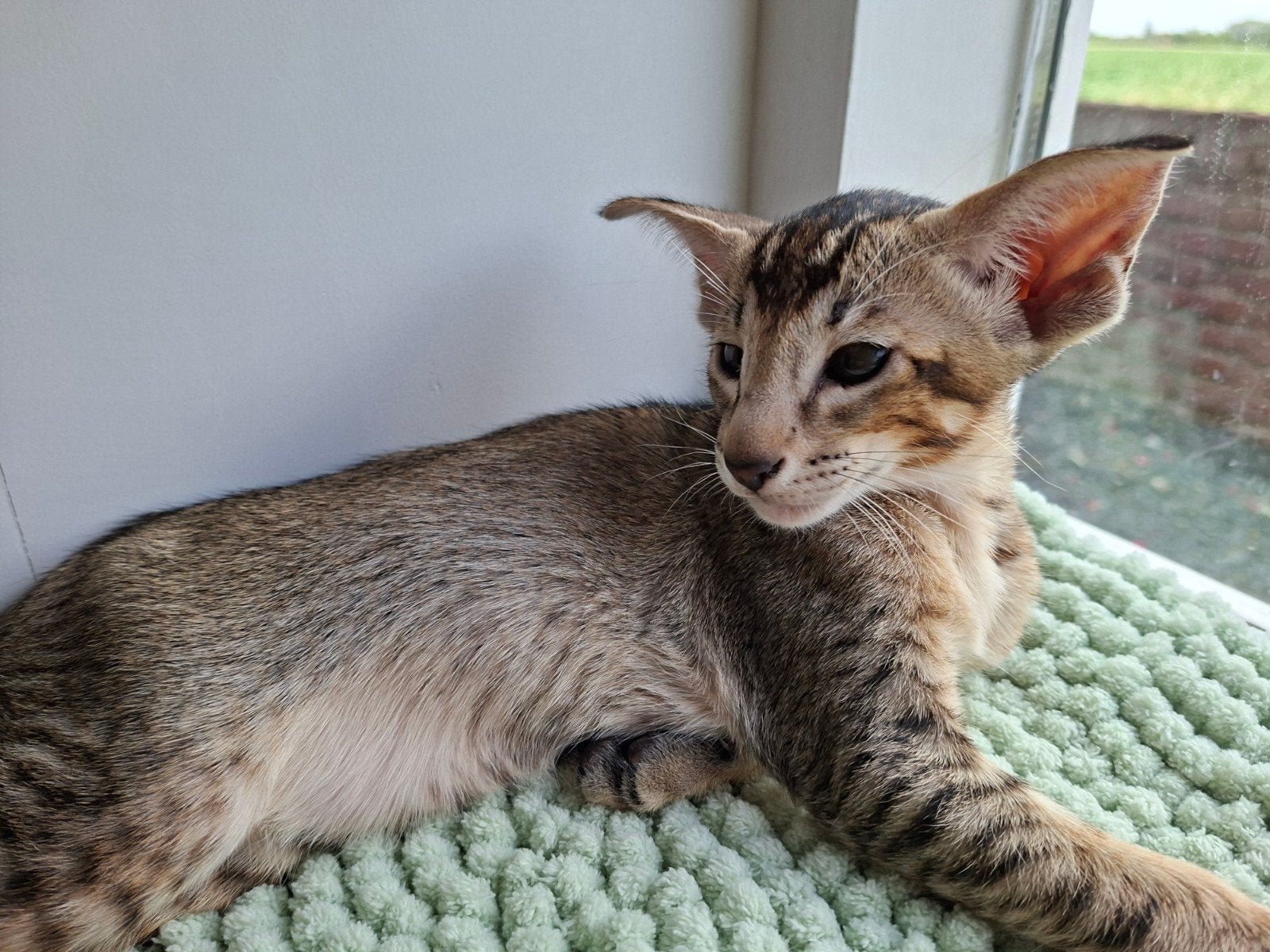 Oosterskorthaar kittens, Kater, Gechipt