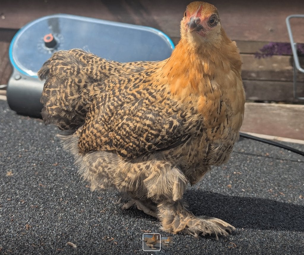 4 Bantam Cochin Kippen, Dieren en Toebehoren, Vrouwelijk, Tam