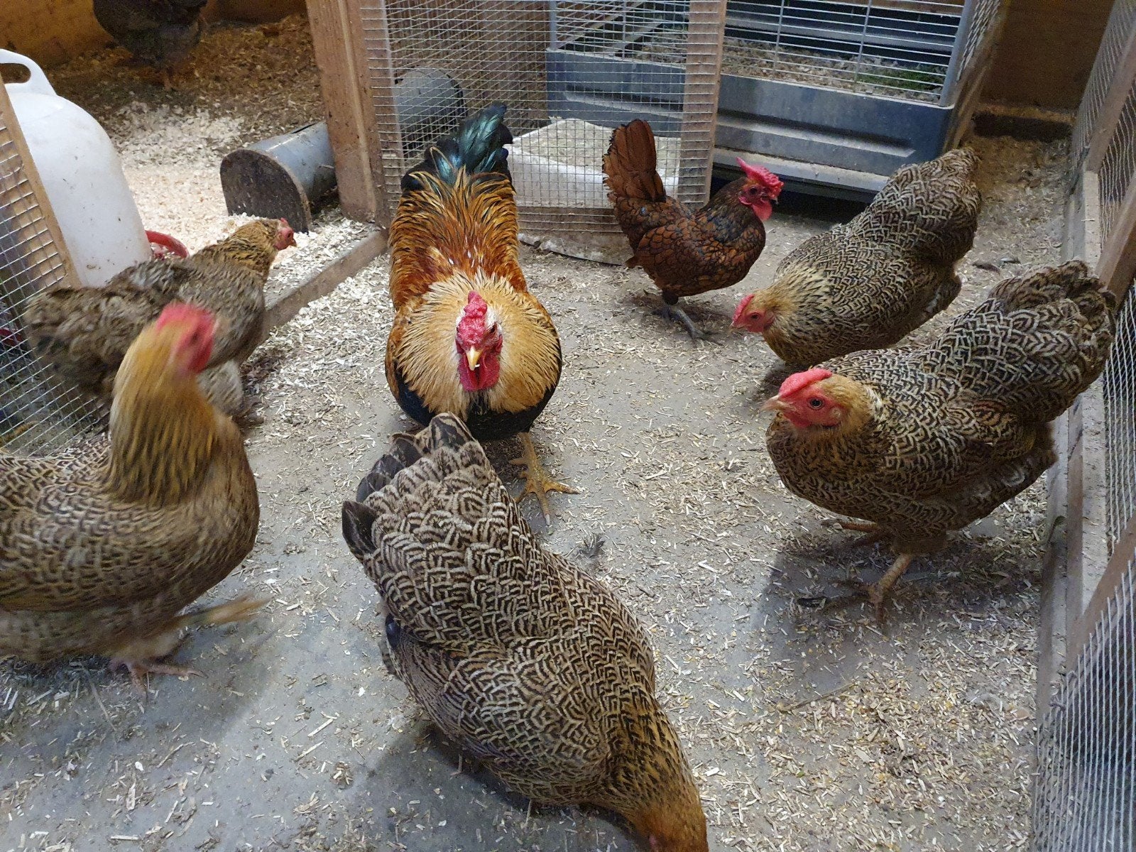 Wyandotte kriel hennen, Dieren en Toebehoren, Pluimvee, Vrouwelijk, Kip