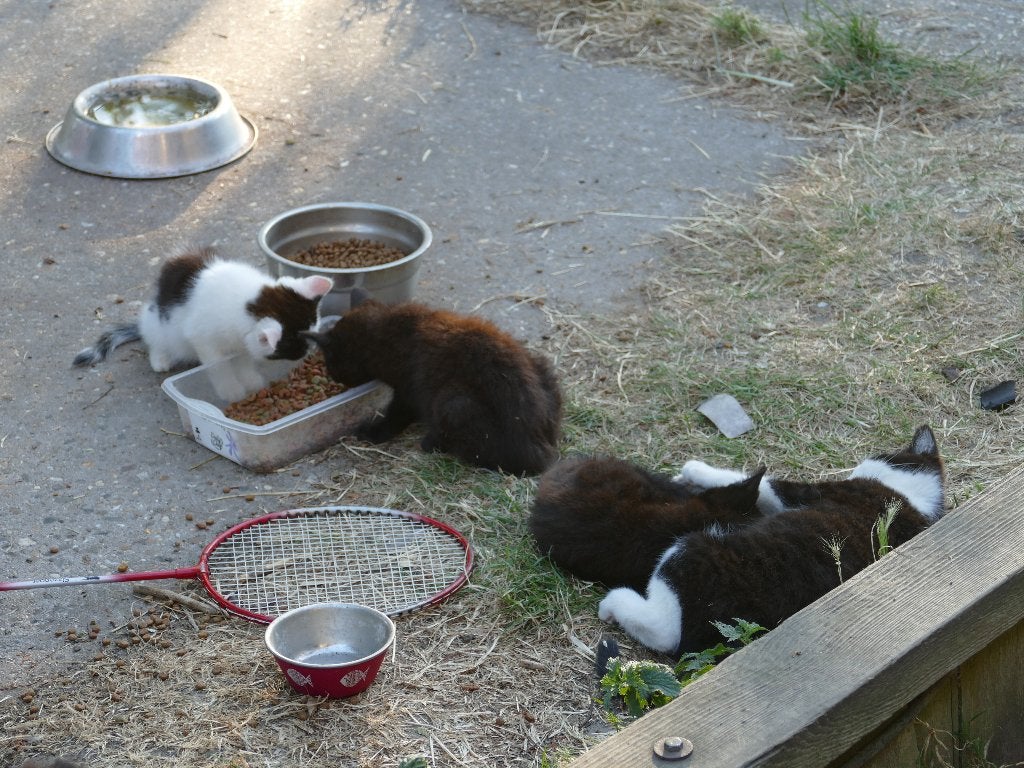 boerderij kittens, Meerdere dieren, 0 tot 2 jaar