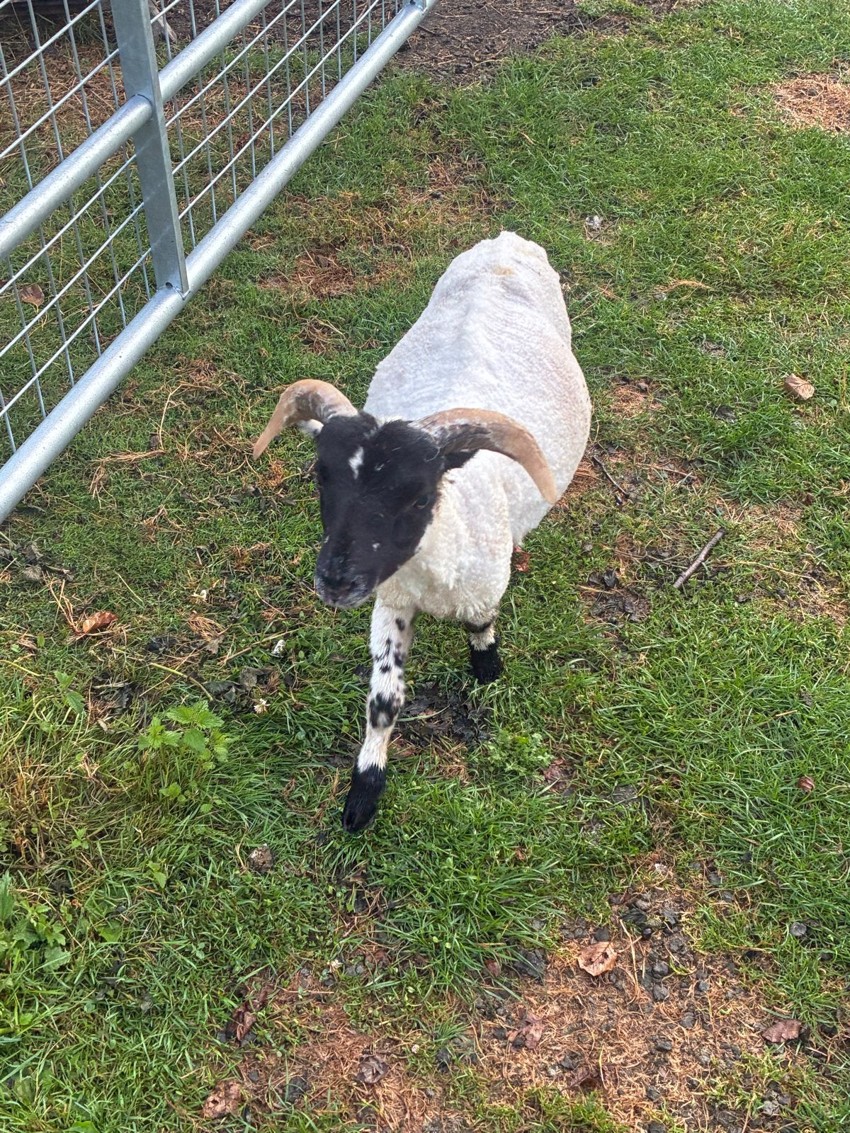 3/4 Scottisch blackface schapen, Dieren en Toebehoren, Meerdere dieren, Schaap, 0 tot 2 jaar