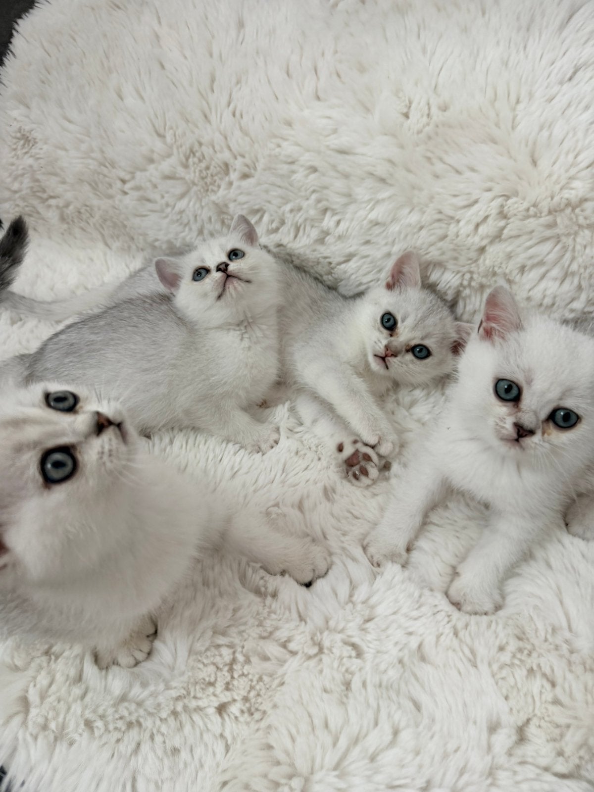 Britse Korthaar Kittens, Meerdere dieren, Ontwormd, 0 tot 2 jaar