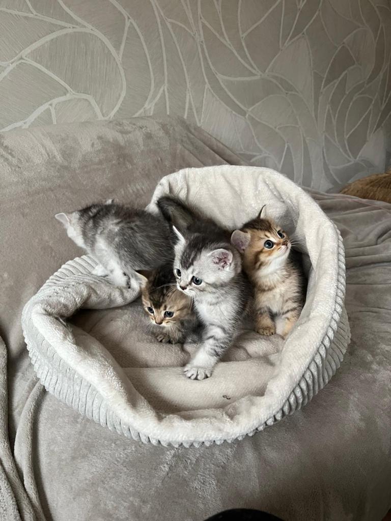 Prachtige Britse korthaar kittens met stamboom, Meerdere dieren, Met stamboom, 0 tot 2 jaar