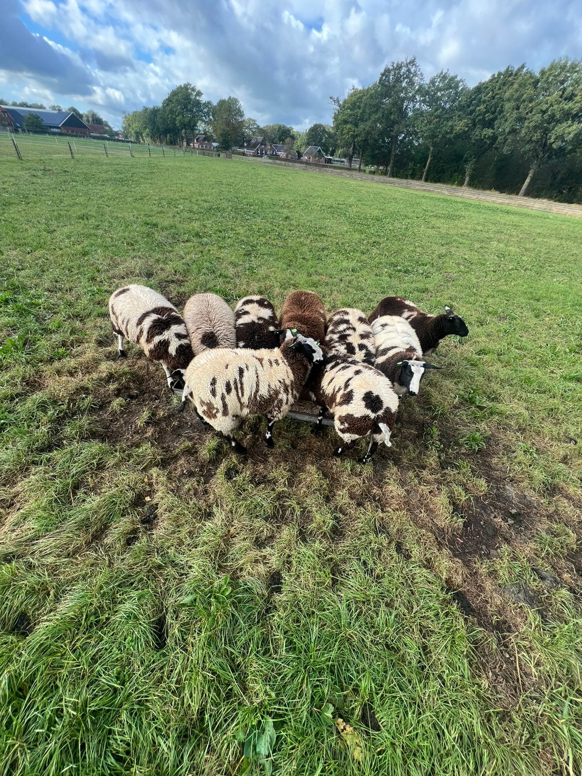 Te Koop 9 jonge bonte ooien, Dieren en Toebehoren, Vrouwelijk, Schaap
