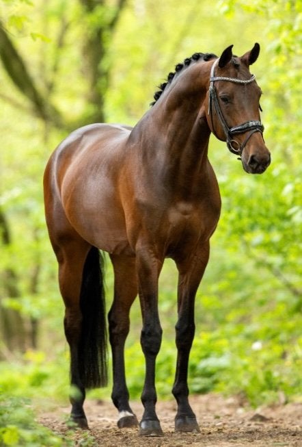 Drachtige (fok)merrie te koop, Merrie