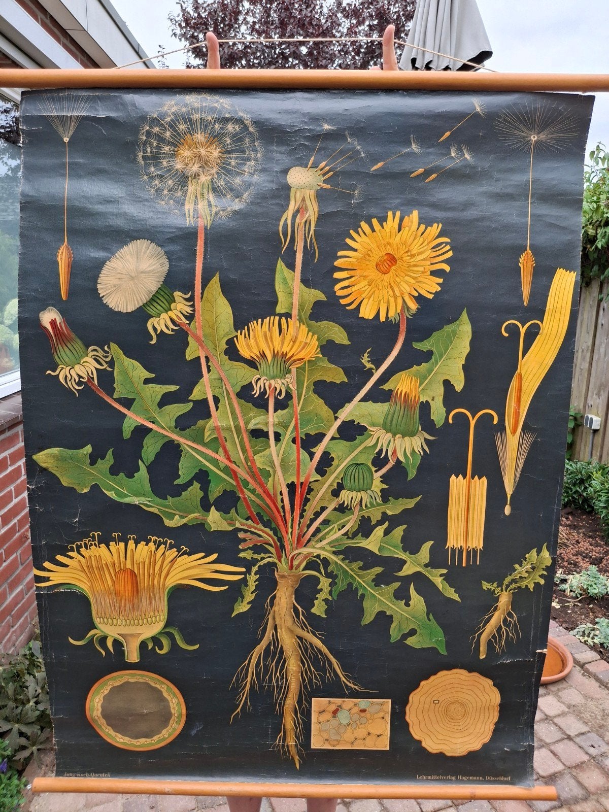 Vintage Botanische Schoolplaat Paardenbloem, Antiek en Kunst, Antiek | Schoolplaten, Ophalen