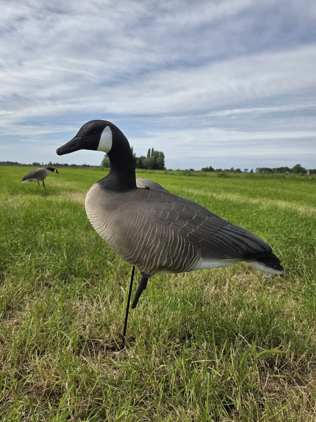 Nieuwe lokganzen: Canadese Gans, Ophalen, Nieuw
