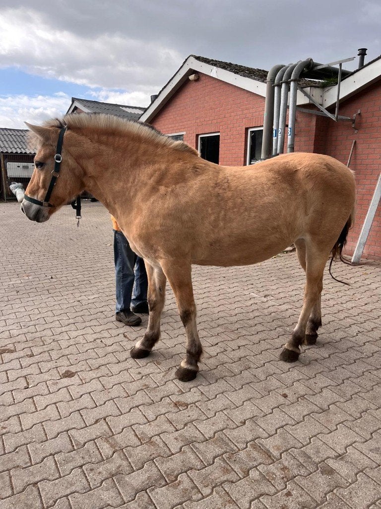 Ervaren Fjordenmerrie zoekt fijne plek, Dieren en Toebehoren, Merrie, Minder dan 160 cm, Met stamboom, Niet van toepassing