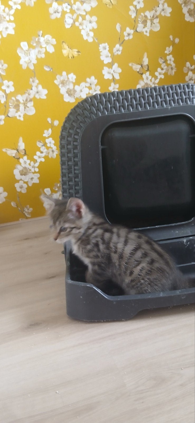 4 Kittens. Geboren 6 mei., Dieren en Toebehoren, Meerdere dieren