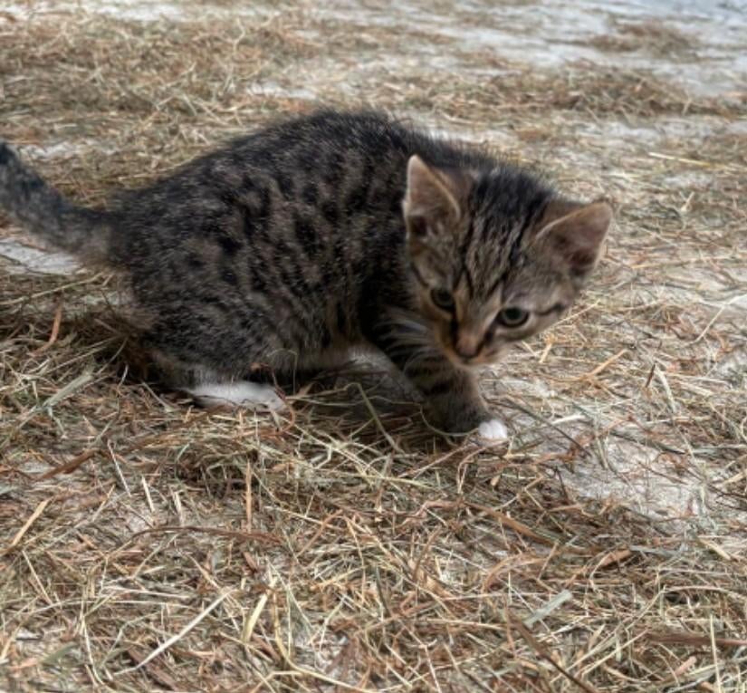 3 poesjes te koop, prijs p/p, Poes, Kortharig, 0 tot 2 jaar