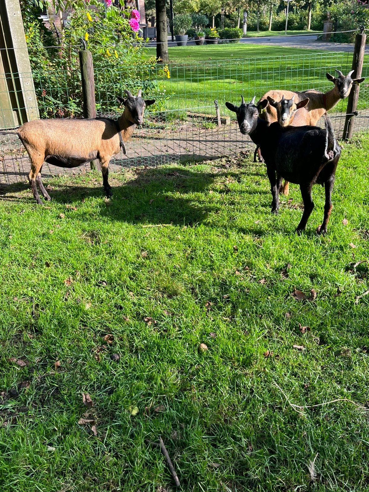 2 dwerggeiten, Dieren en Toebehoren, Mannelijk, Geit