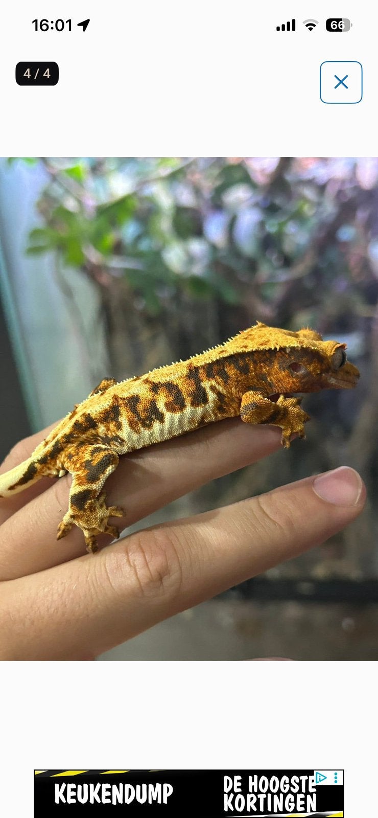 Lilly white wimper gecko - crested gecko Crested Gecko - male for sale from Elroy van den brink