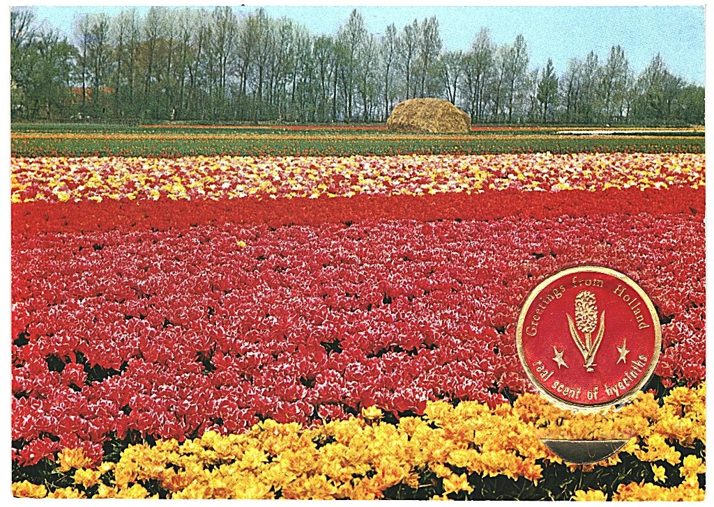 805420 Holland in Bloementooi Met geursticker  Onbeschreven, Verzamelen, Ophalen of Verzenden, 1960 tot 1980, Ongelopen, Noord-Holland