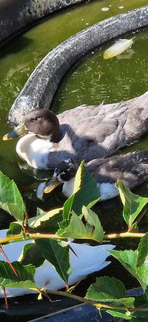 Per direct ophalen,  1 eend, Dieren en Toebehoren, Pluimvee, Meerdere dieren, Eend