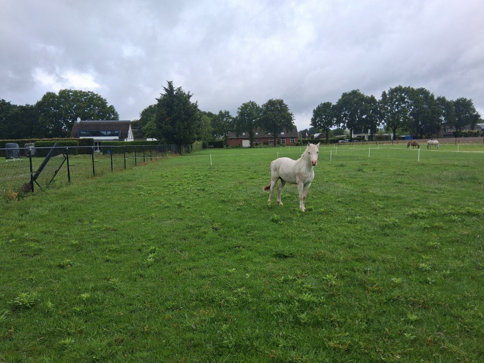 Te koop 4 jarige welsh pony, Dieren en Toebehoren, Ruin, A pony (tot 1.17m), 3 tot 6 jaar