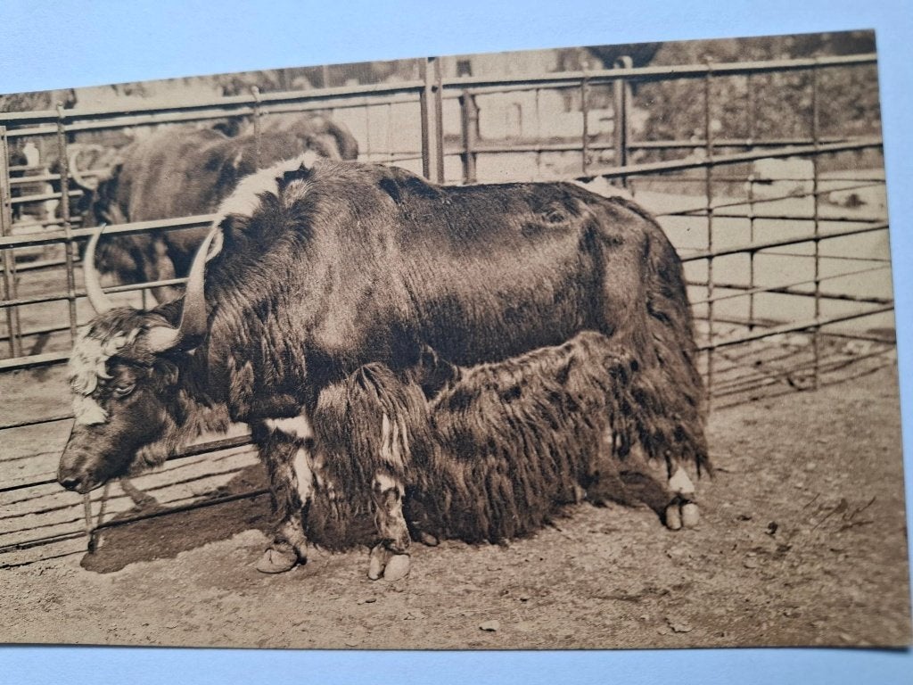 Zoo, Verzamelen, Ophalen of Verzenden, 1920 tot 1940, Ongelopen, Wild dier
