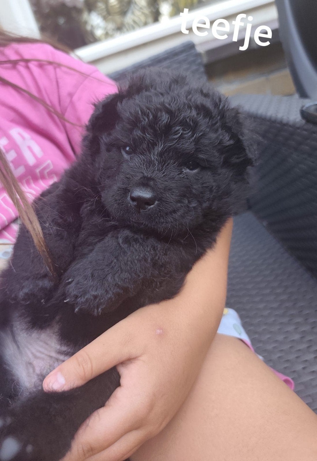 Prachtig nestje chow chow x pups, Dieren en Toebehoren, Honden | Chihuahua's en Gezelschapshonden, Overige rassen, 8 tot 15 weken