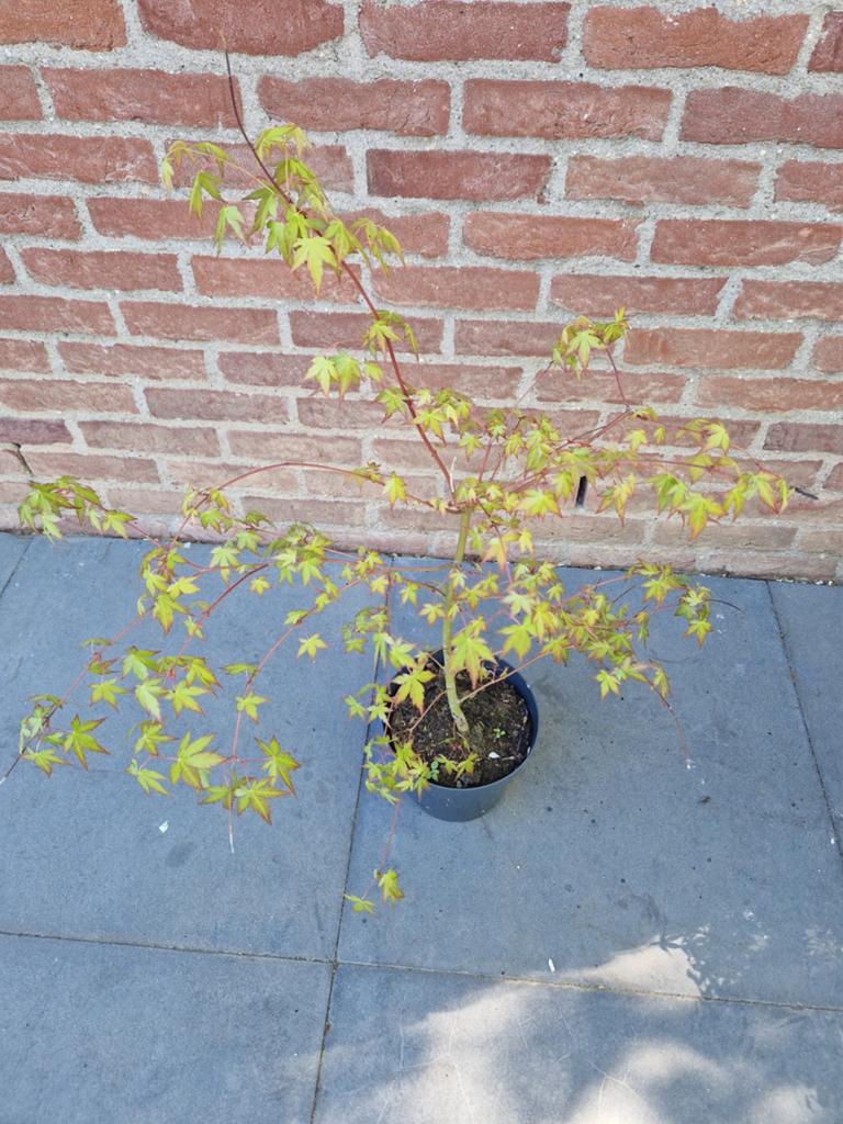 Planten, Tuin en Terras, Ophalen, Bloeit niet, Halfschaduw, Overige soorten