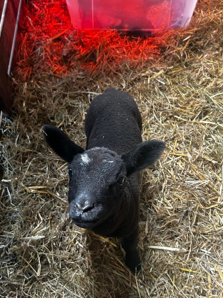 Fles lammetje, Mannelijk, Schaap