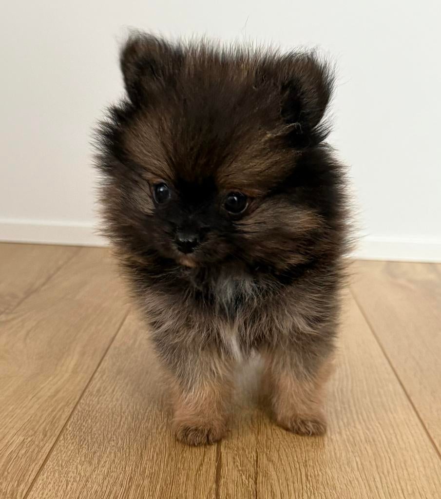 Lieve en mooie Pomeriaan puppy’s, Dieren en Toebehoren, Parvo, Keeshond, 8 tot 15 weken, Meerdere