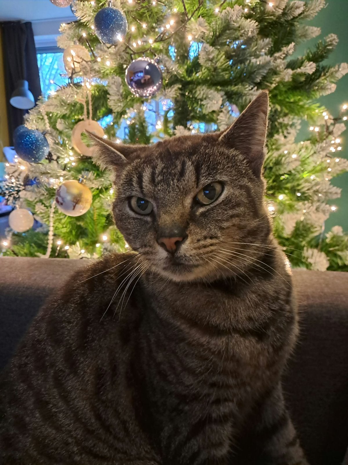 Lieve Miku zoekt huisje, gratis., Poes, Kortharig, 6 jaar of ouder