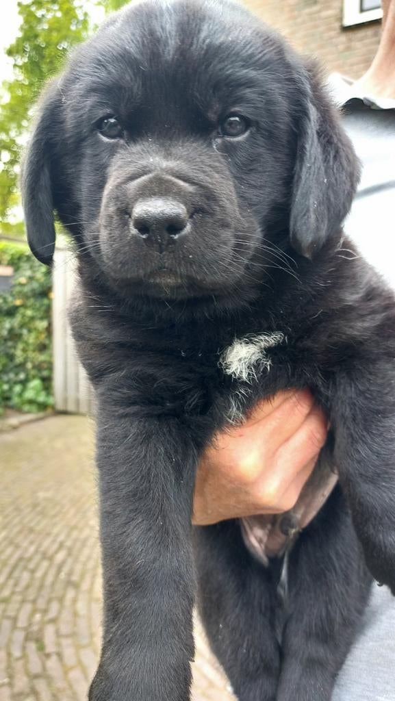 Leuke, lieve kruising pups!, Parvo, 8 tot 15 weken, Labrador retriever, Meerdere