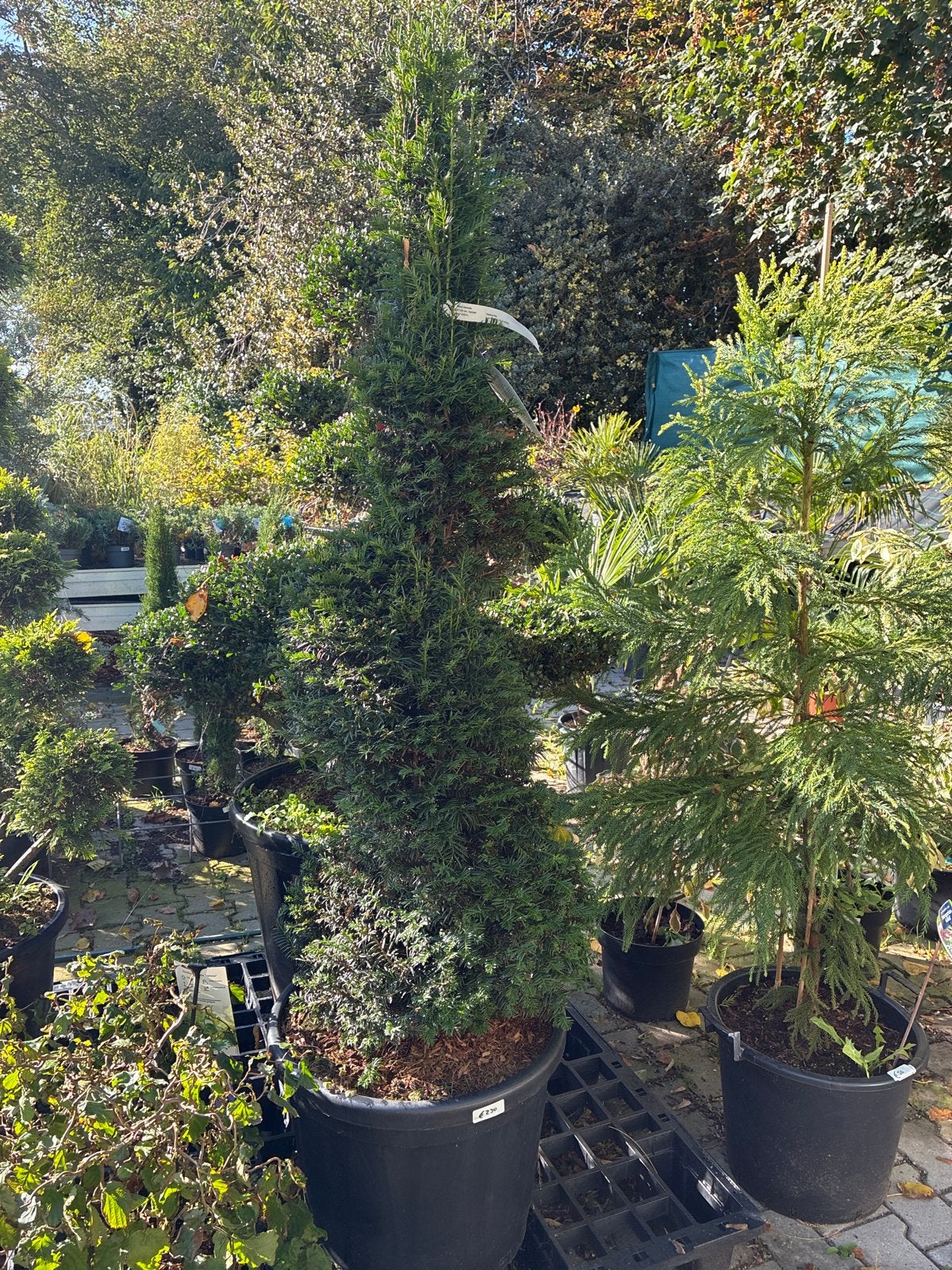 Taxus spiraal - Prachtige vormboom voor uw tuin, Volle zon, Vaste plant, Bloeit niet, Ophalen