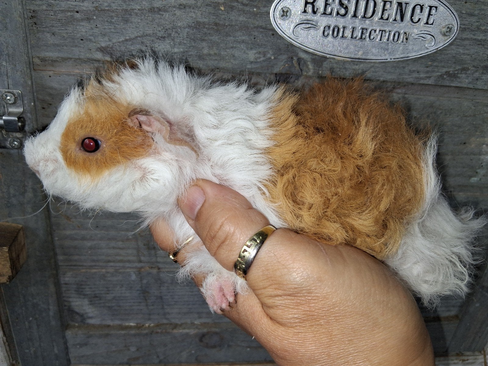 TK mooie lunkarya cavia zeugjes, Dieren en Toebehoren, Knaagdieren, Cavia, Vrouwelijk, Mei, Tam