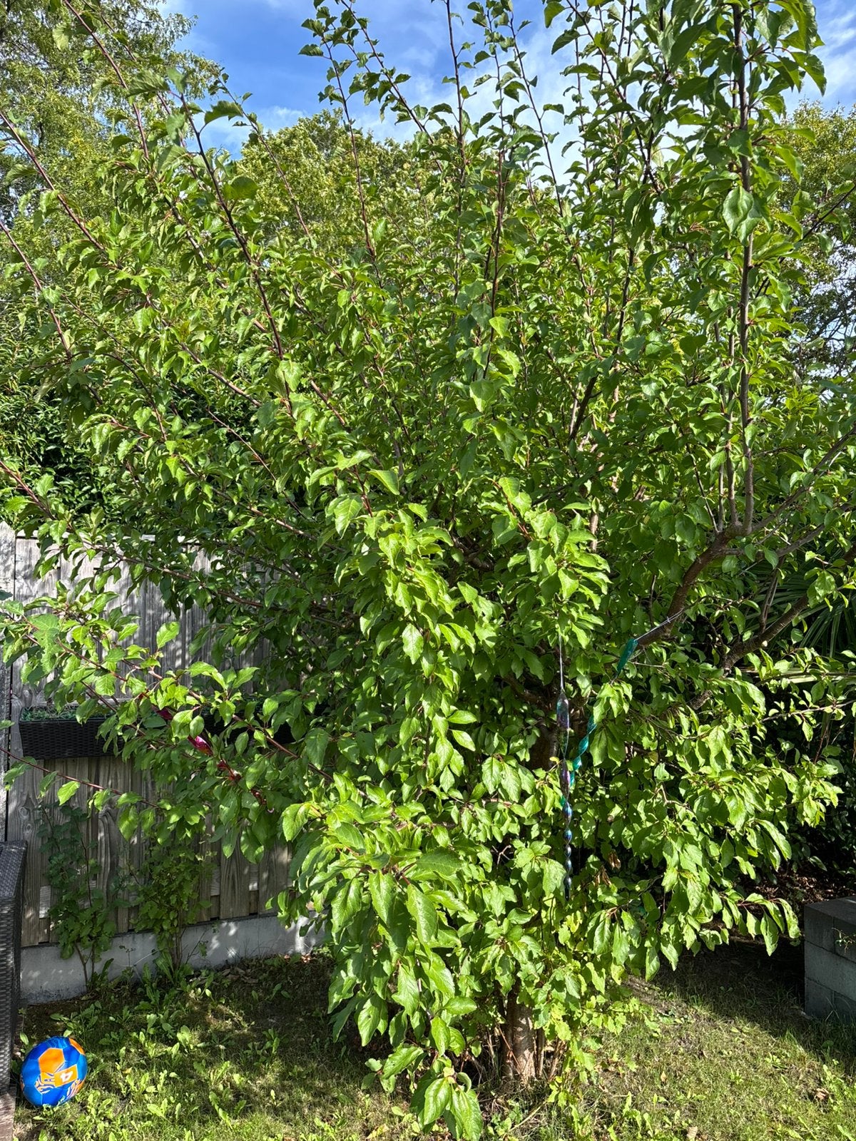 Appel /peren / en pruimen boom ., Ophalen, Overige soorten, 100 tot 250 cm