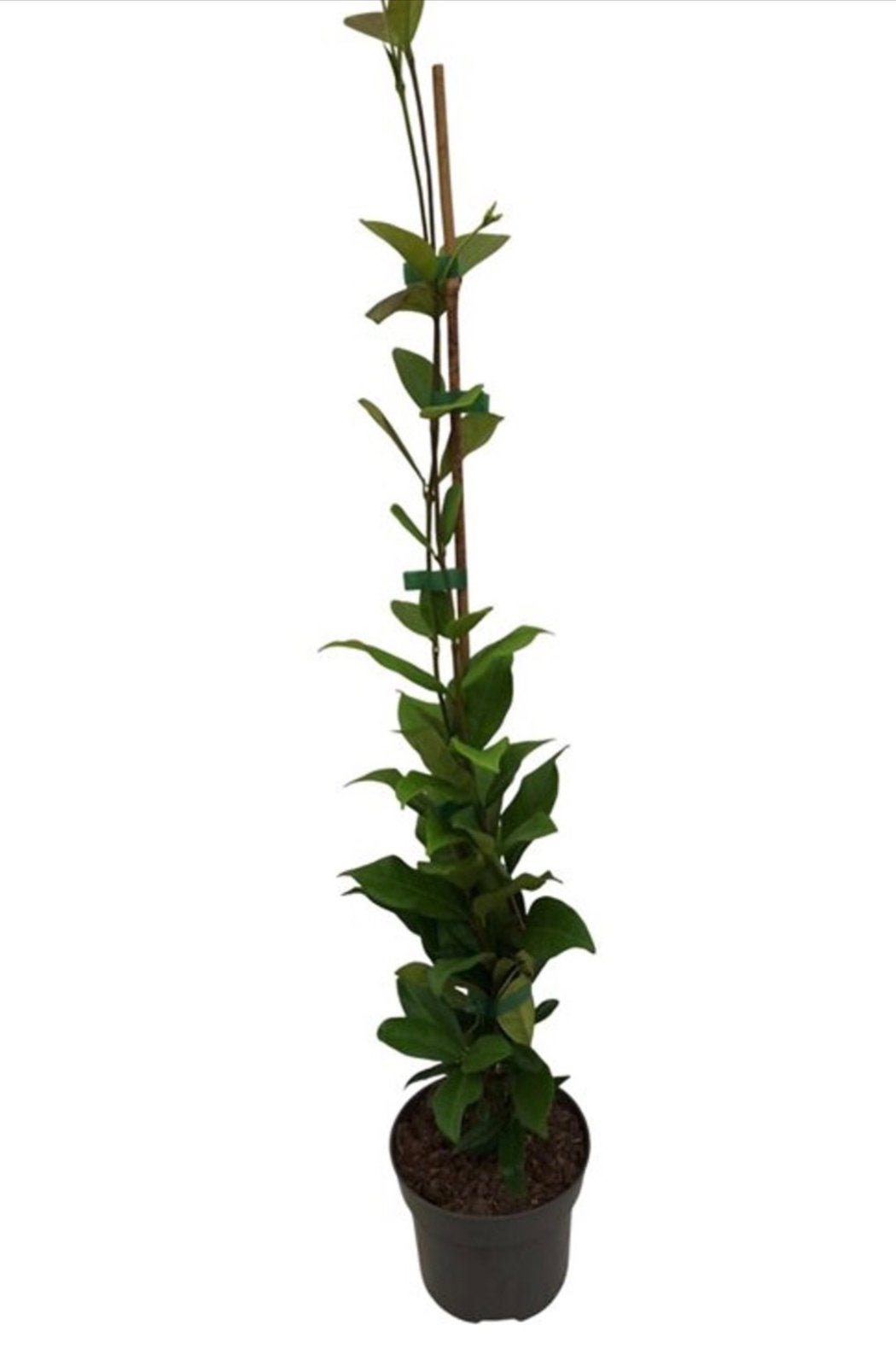 Toscaanse jasmijn 60/70 cm €6,95 pst
