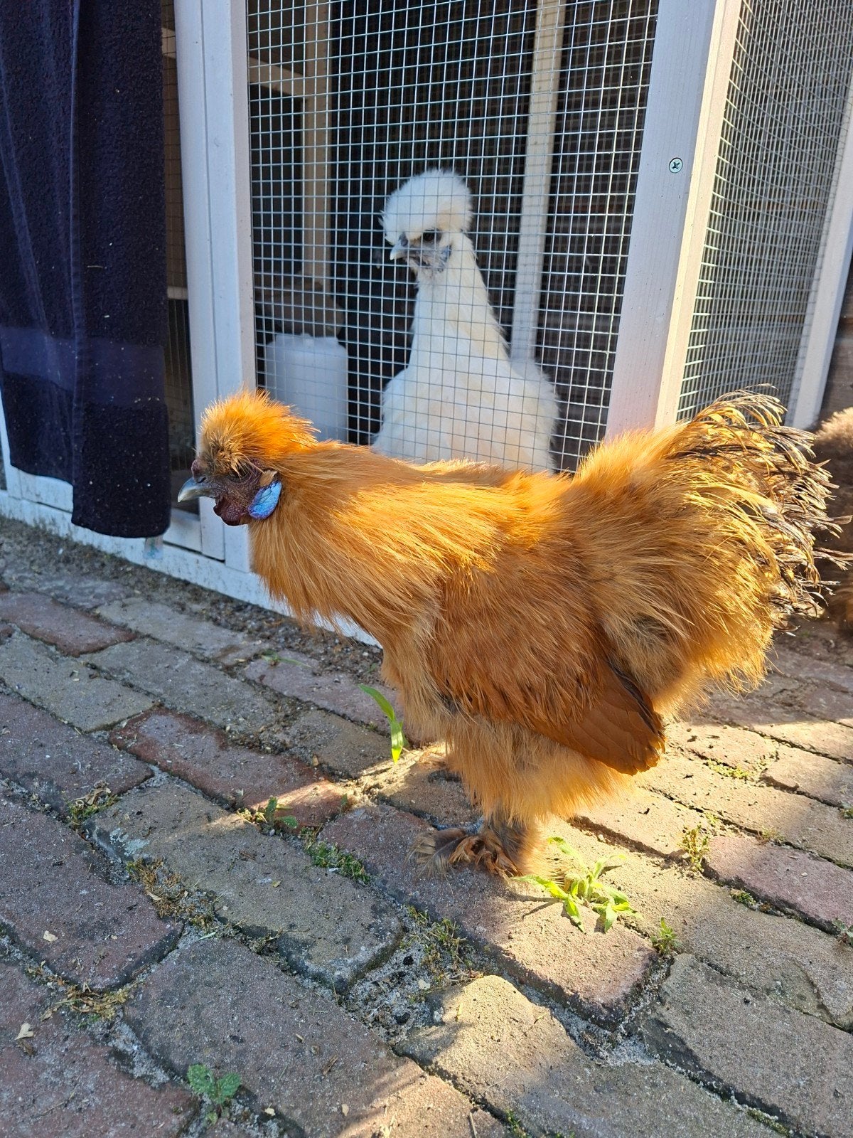 Mooie zijdehoen krielkip haan, Dieren en Toebehoren, Mannelijk, Kip