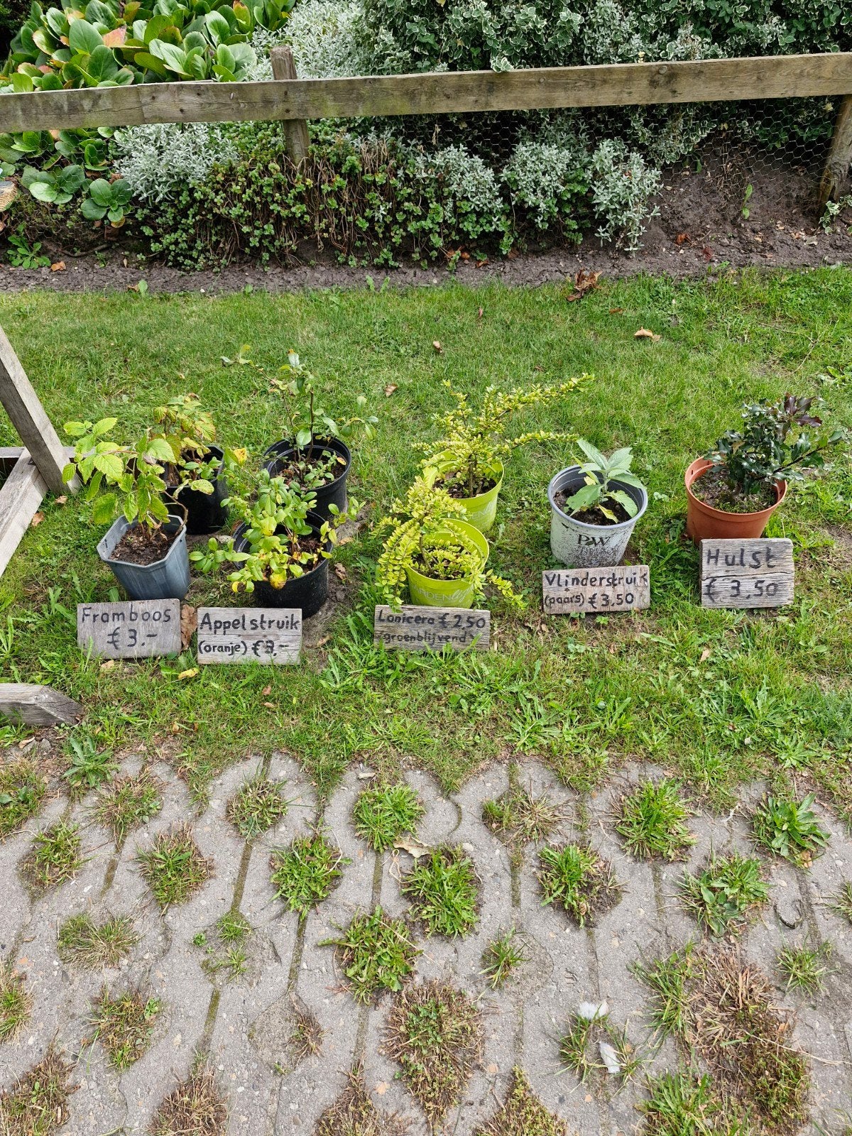 Diverse struiken en vaste planten, Ophalen, Overige soorten, Struik, 100 tot 250 cm