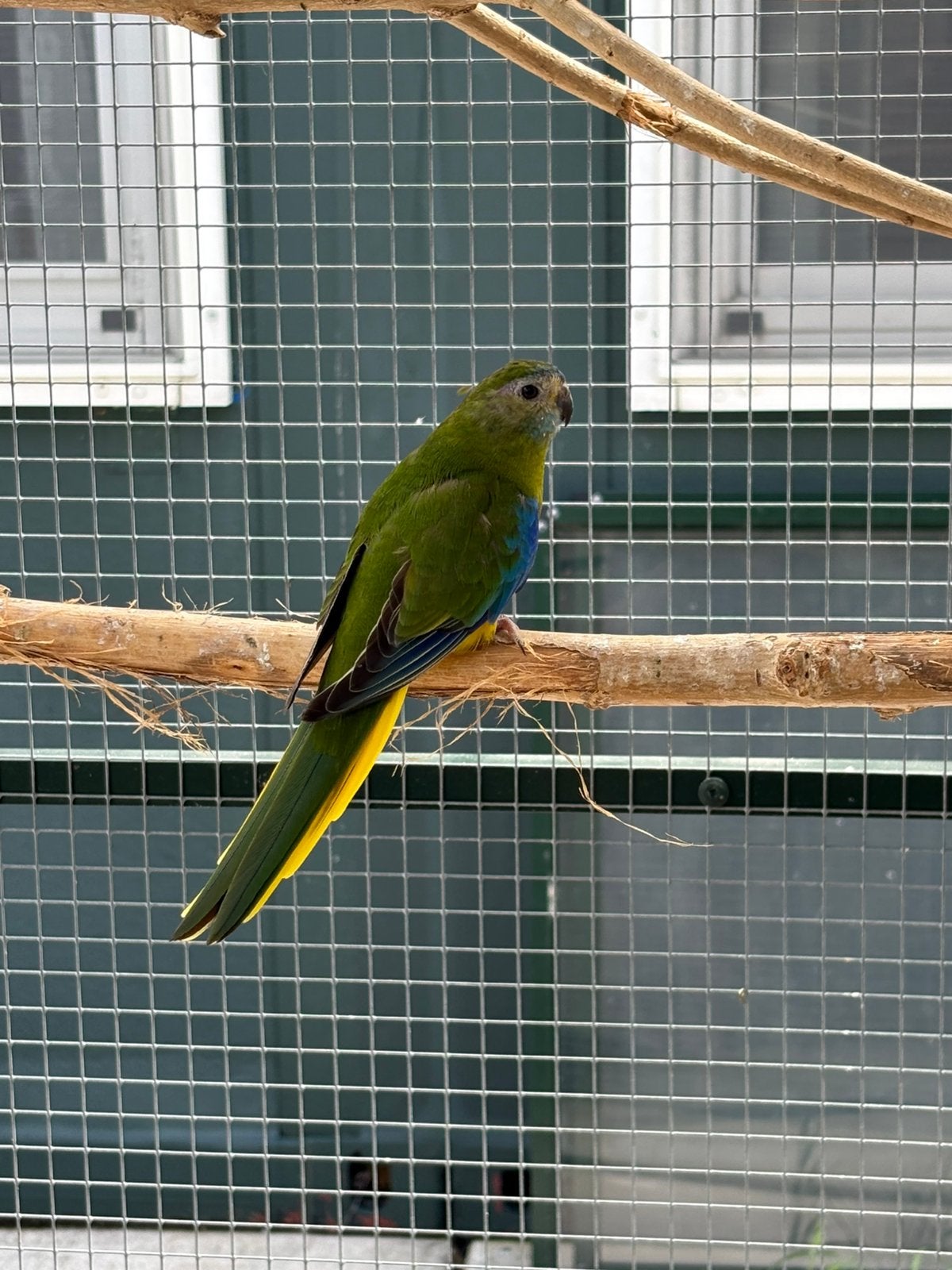 Koppel mooie vogels, turquoise, Meerdere dieren, Parkiet