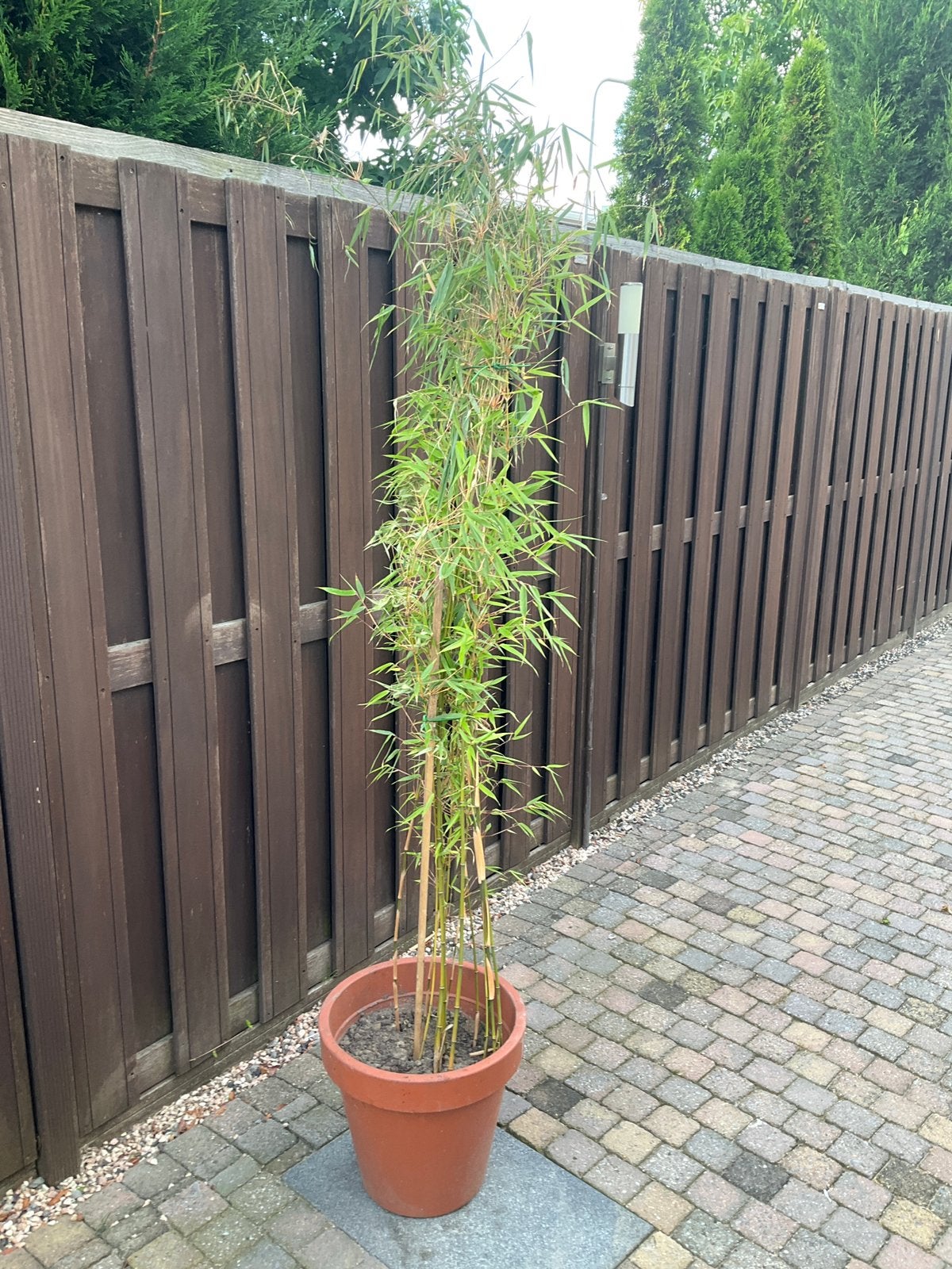 Bamboe niet woekerend, Ophalen, Bamboe, 100 tot 250 cm
