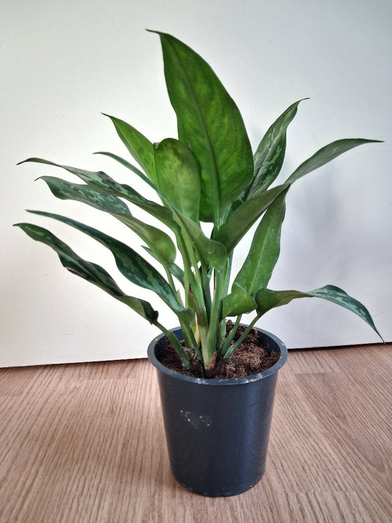 Aglaonema Maria - Chinese Evergreen H: 32 cm., Ophalen, Overige soorten, Halfschaduw, Minder dan 100 cm