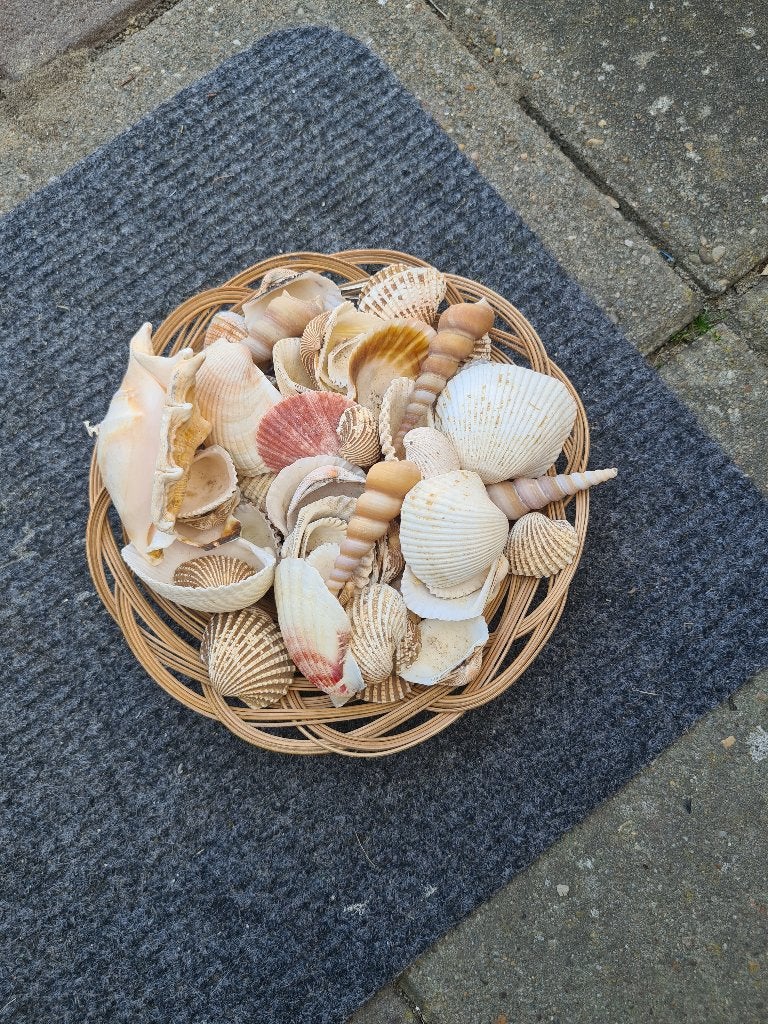 Mandje met schelpen, Gebruikt, Overige typen, Rond, Ophalen of Verzenden