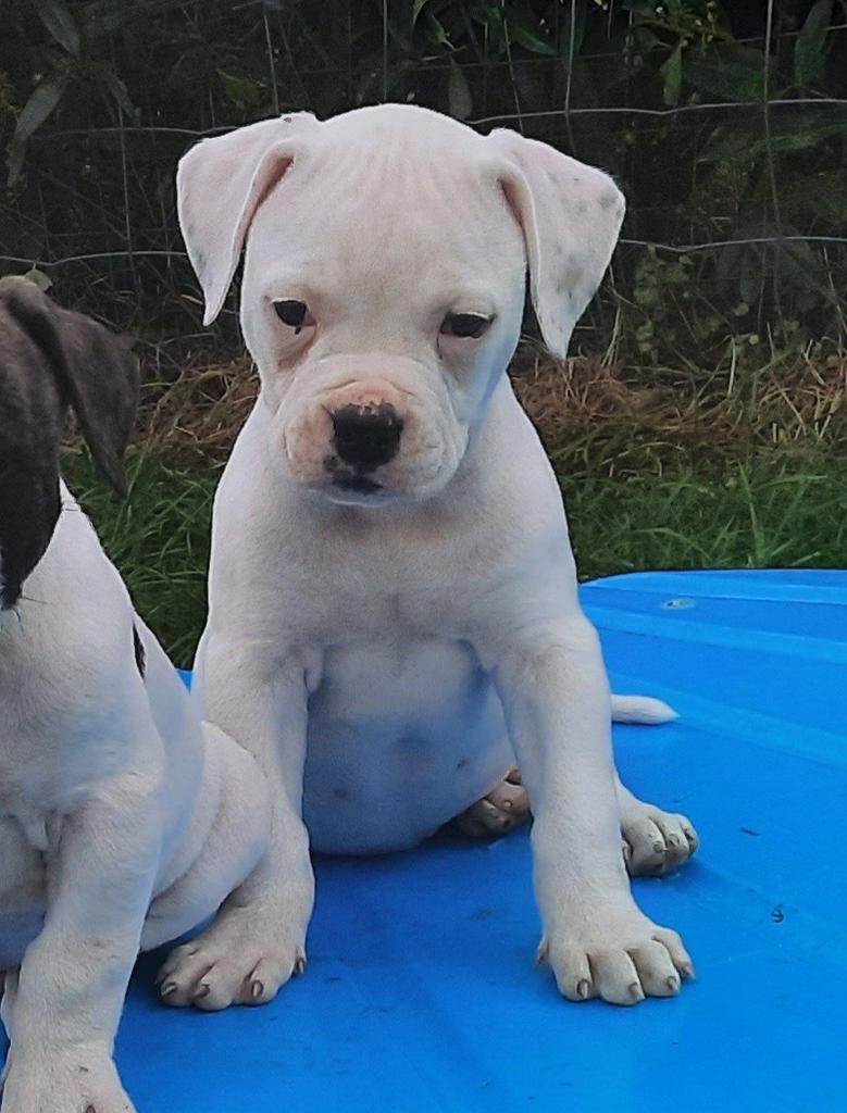 Standaard Amerikaanse bulldog puppy's met stamboom, Dieren en Toebehoren, Honden | Bulldogs, Pinschers en Molossers, België, Fokker | Hobbymatig