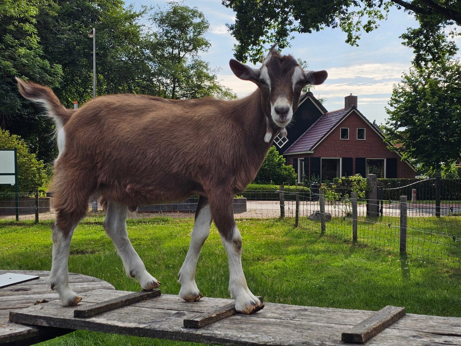 Toggenburger bokje, Dieren en Toebehoren, Mannelijk, Geit