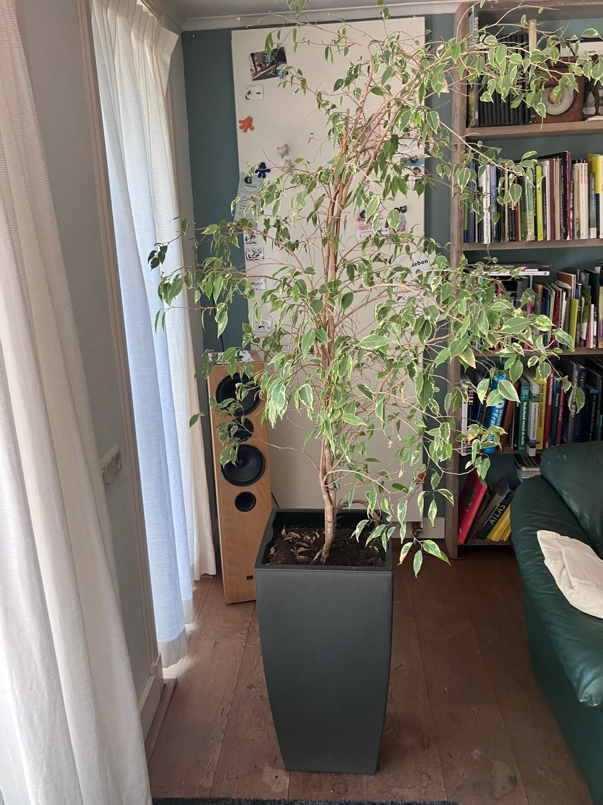 Grote Ficus plant in pot, Ophalen, Ficus, Halfschaduw, In pot