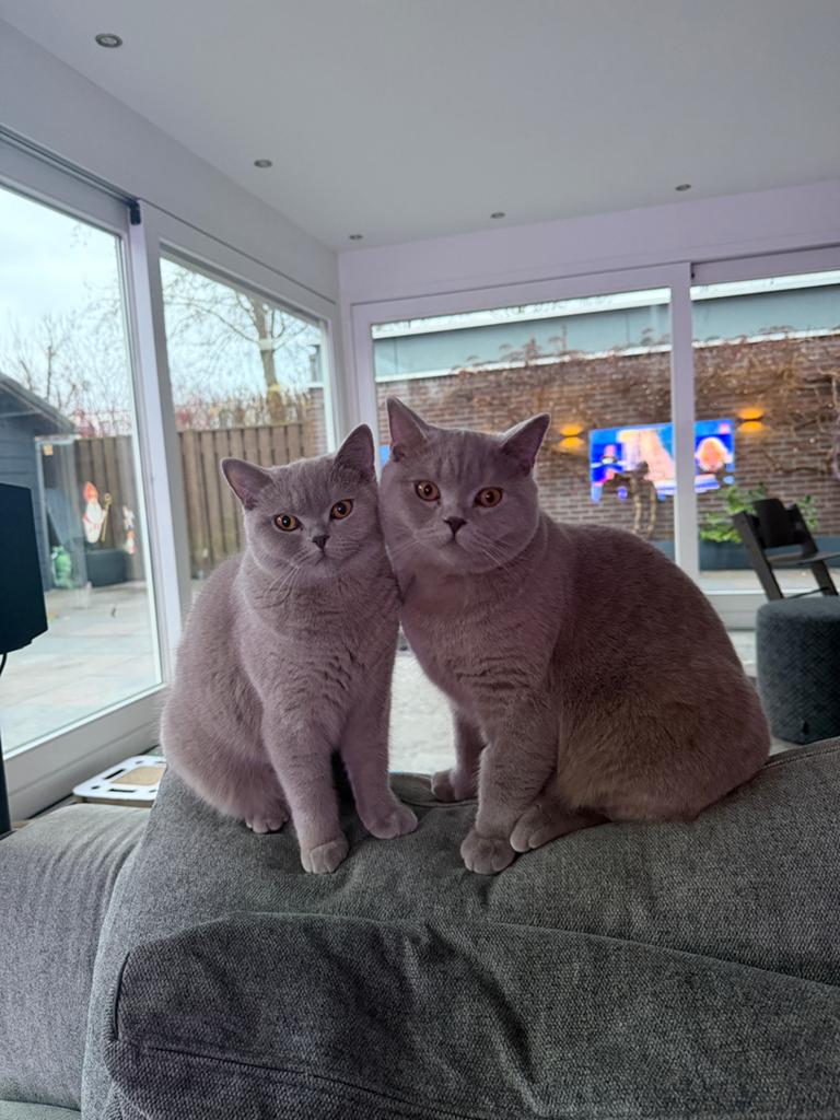 2 Britse korthaar ( Lilac), Dieren en Toebehoren, Katten en Kittens | Raskatten | Langhaar, 0 tot 2 jaar, Met stamboom, Gechipt