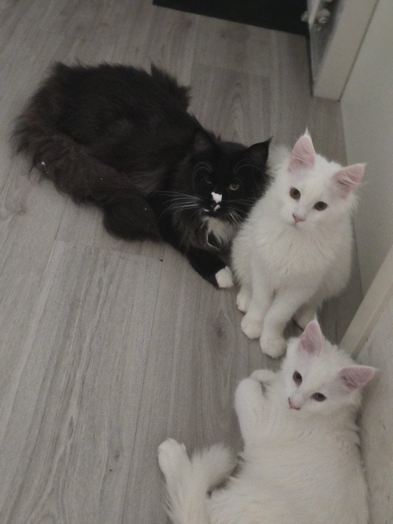 Maine Coon, Dieren en Toebehoren, Meerdere dieren
