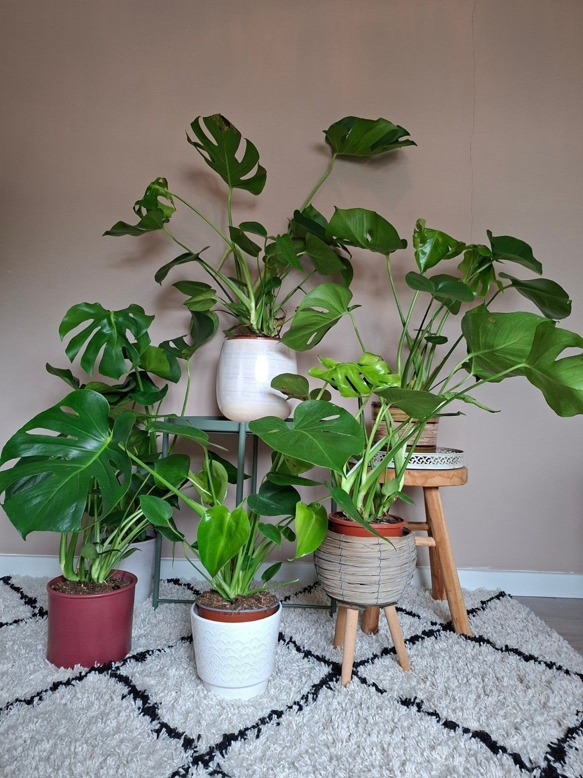 Kamerplanten Monstera Yucca Pothos Aureum Calathea Maranta, Huis en Inrichting, Ophalen, Overige soorten, Halfschaduw, In pot