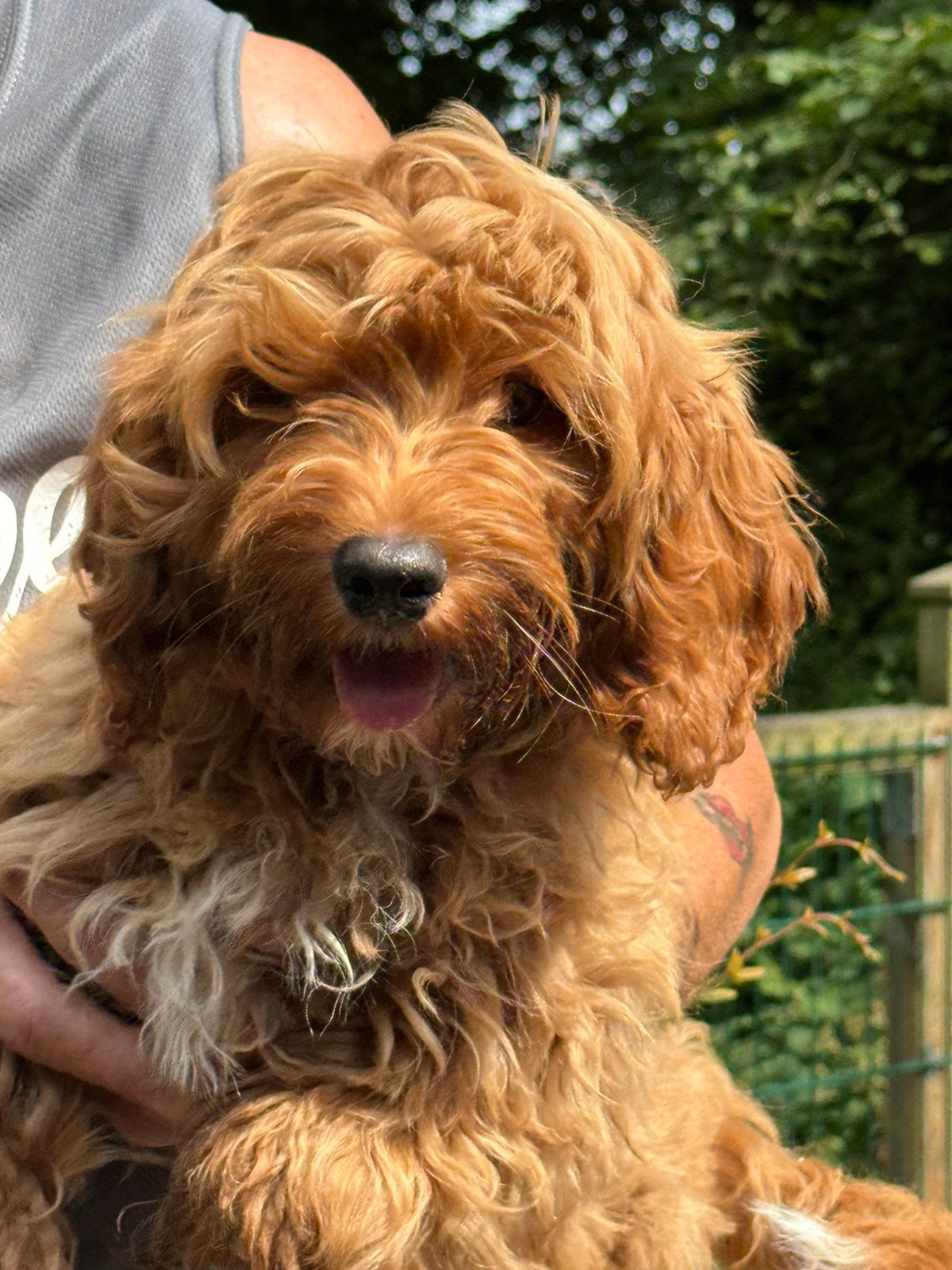 Lieve middelgrote Doodles (Maltipoo) geschikt bij allergie, Poedel, Parvo, Nederland, 8 tot 15 weken